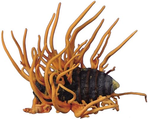 Ingredients and requirements of Cordyceps sinensis